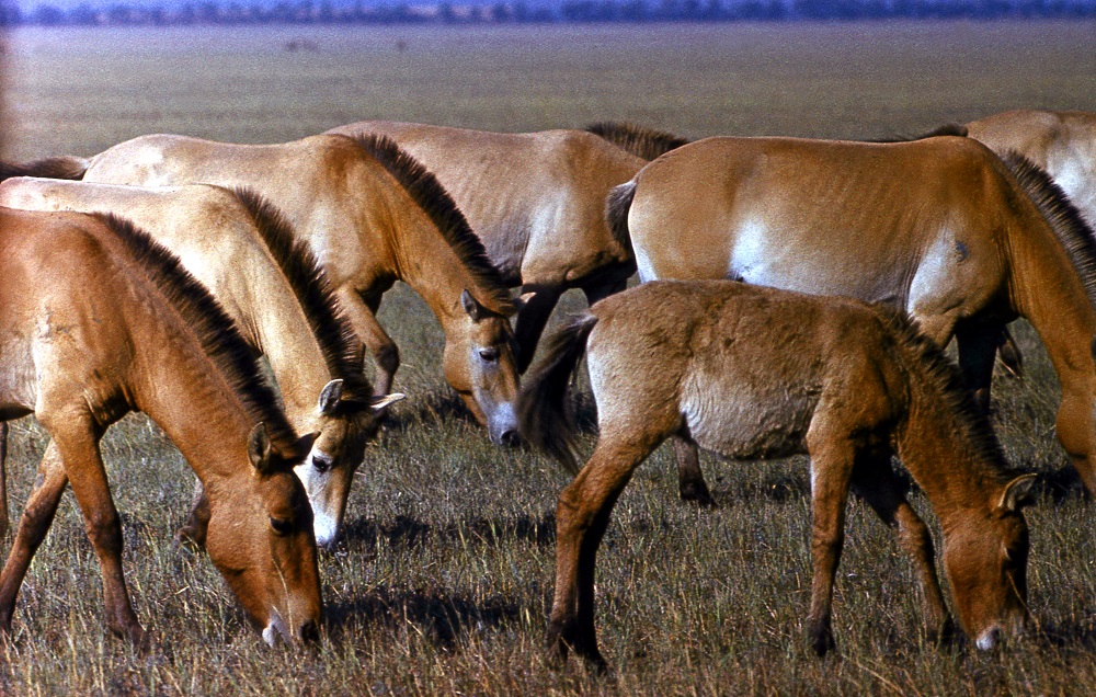 Лошадь Пржевальского — последние дикие лошади на планете - фото 21