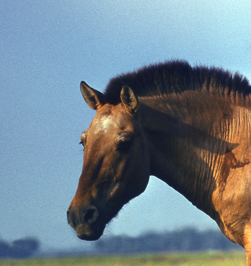 Лошадь Пржевальского — последние дикие лошади на планете - фото 22