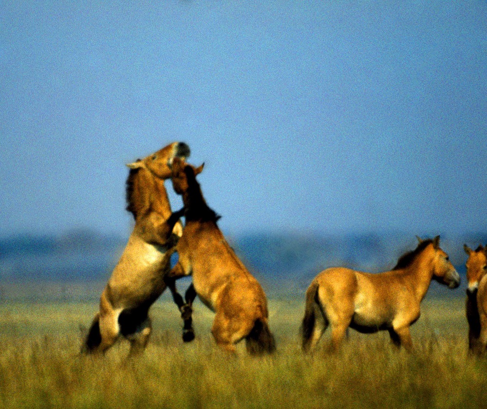 Лошадь Пржевальского — последние дикие лошади на планете - фото 23