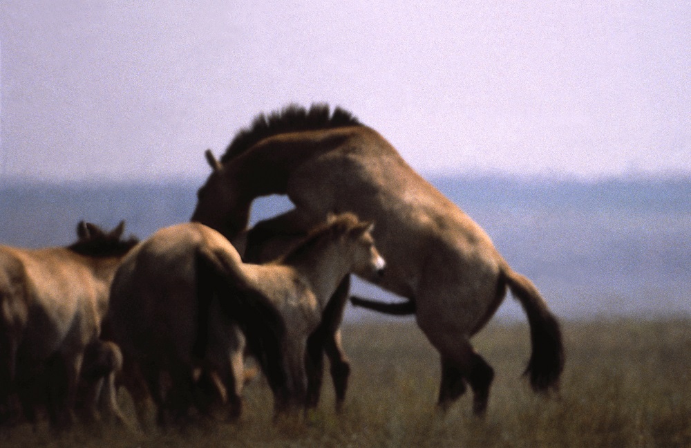 Лошадь Пржевальского — последние дикие лошади на планете - фото 24