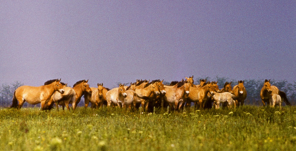 Лошадь Пржевальского — последние дикие лошади на планете - фото 25