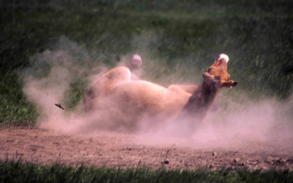 Лошадь Пржевальского — последние дикие лошади на планете - фото 27