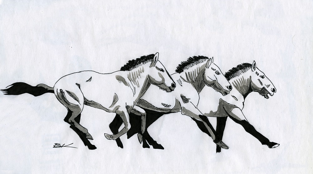 Лошадь Пржевальского — последние дикие лошади на планете - фото 14