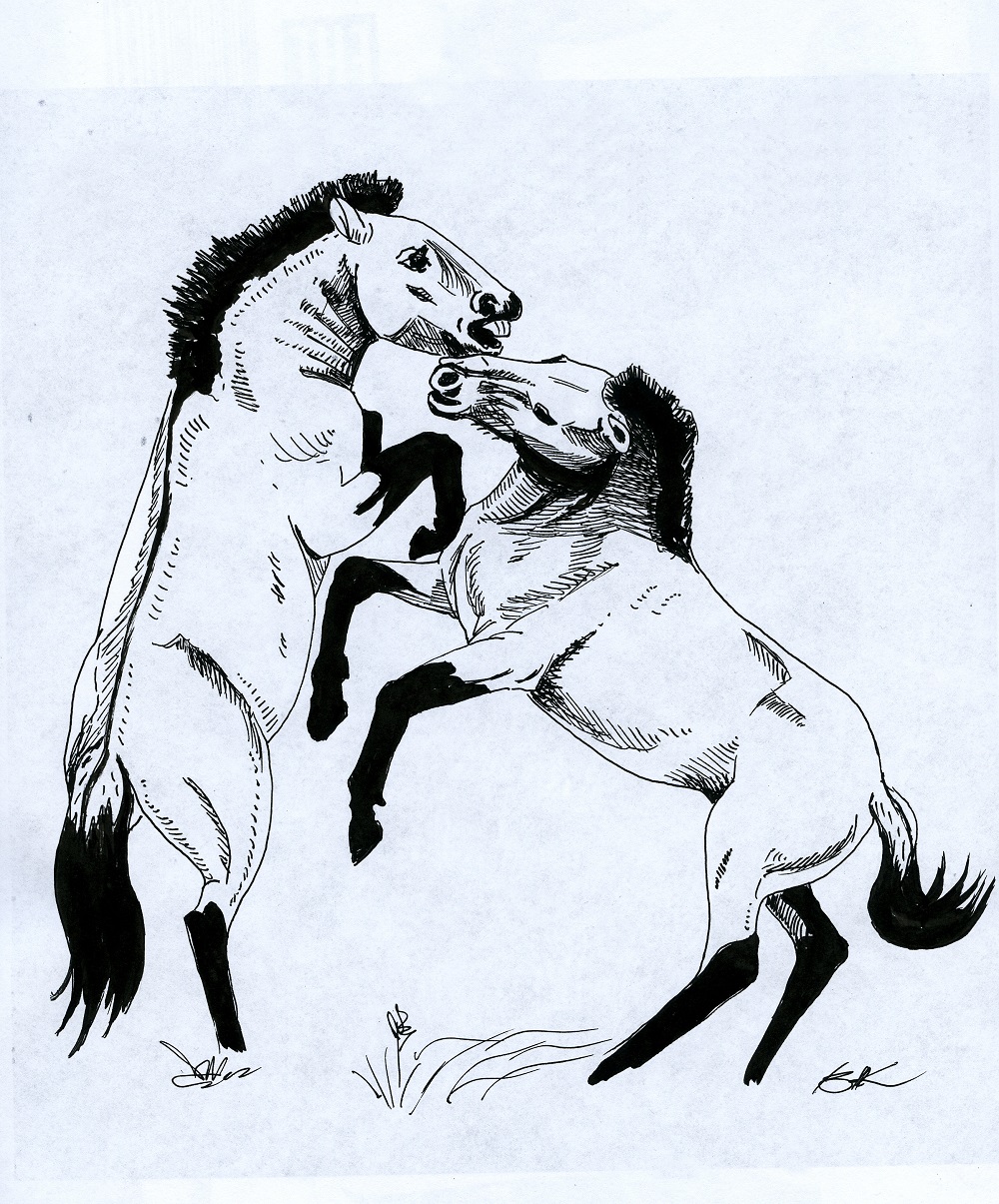 Лошадь Пржевальского — последние дикие лошади на планете - фото 15