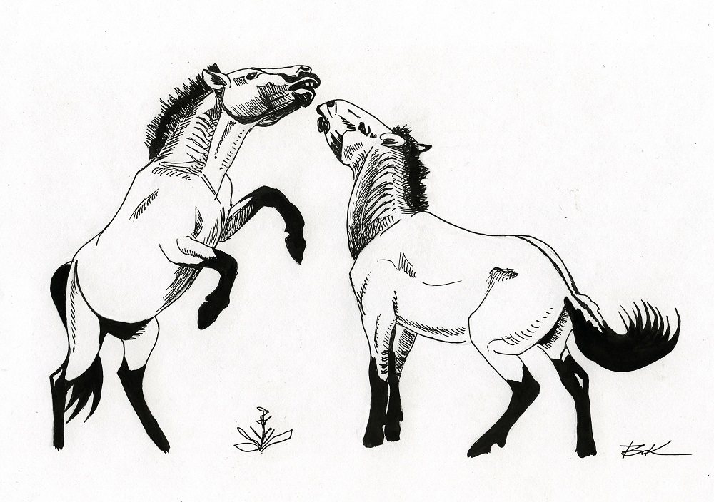 Лошадь Пржевальского — последние дикие лошади на планете - фото 16