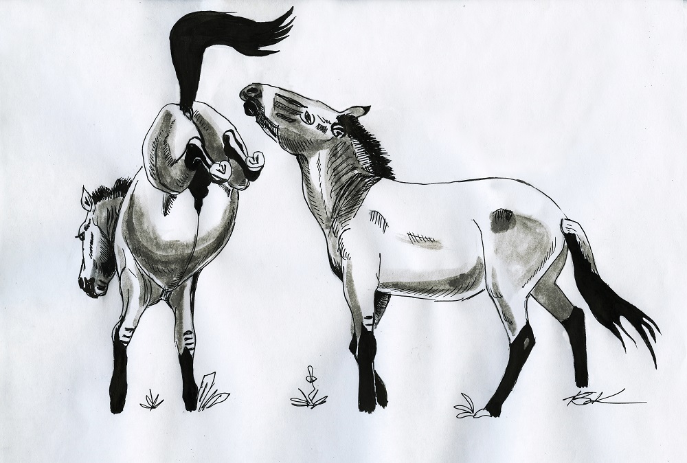 Лошадь Пржевальского — последние дикие лошади на планете - фото 17