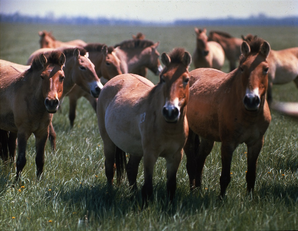 Лошадь Пржевальского — последние дикие лошади на планете - фото 18