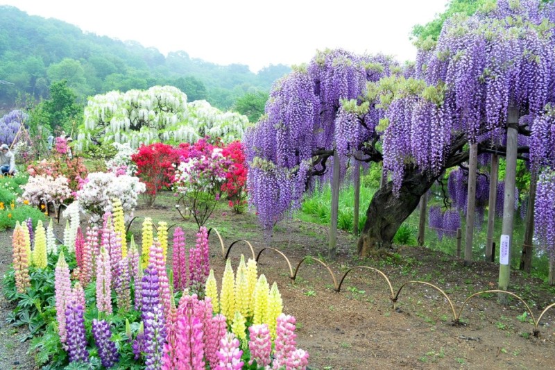 Японский сад цветов Kawachi Fuji Garden - фото 1
