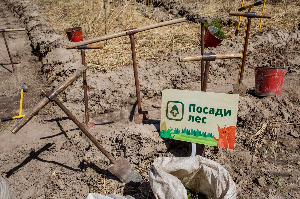 Жителей Мордовии приглашают на посадку деревьев в Краснослободском и Старошайговском районах - фото 7